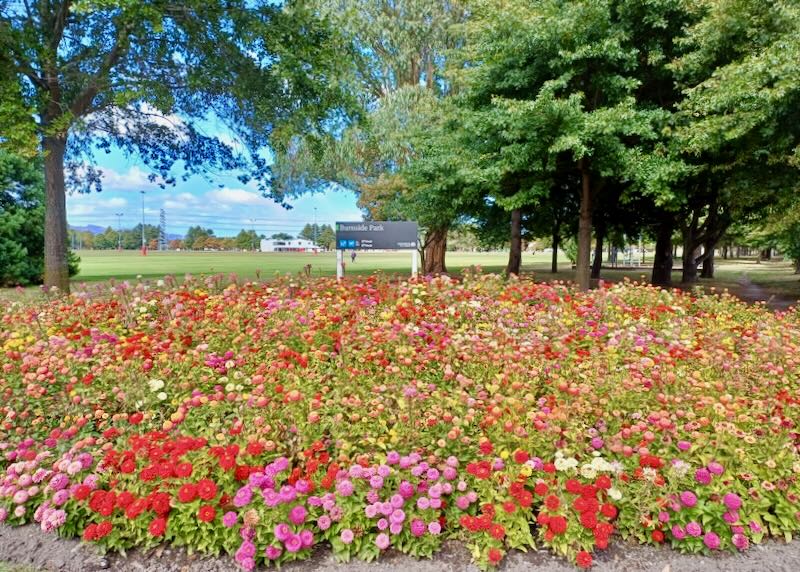 A garden of red, pink, yellow, and orange flowers.