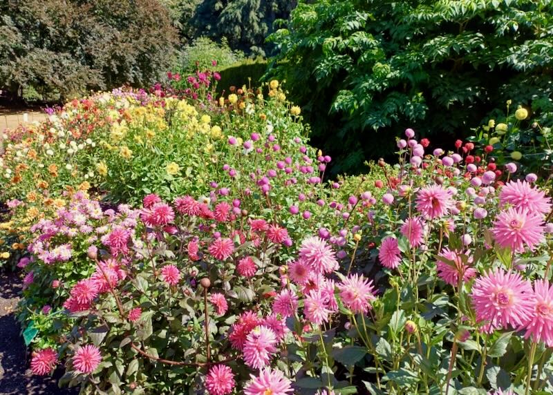 Bright pink flowers next to a patch of yellow flowers.