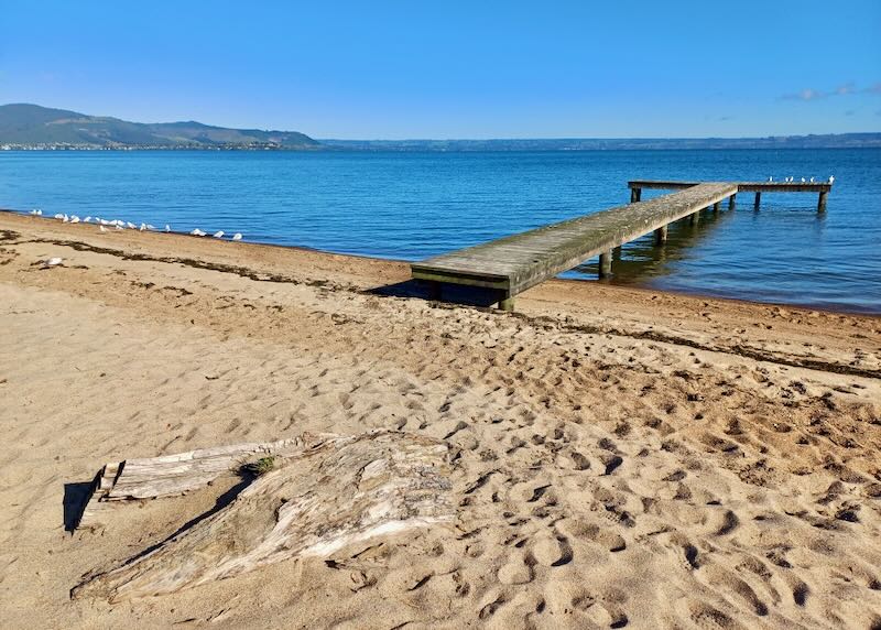 A lake beach with a dock and several white birds pecking in the sand.