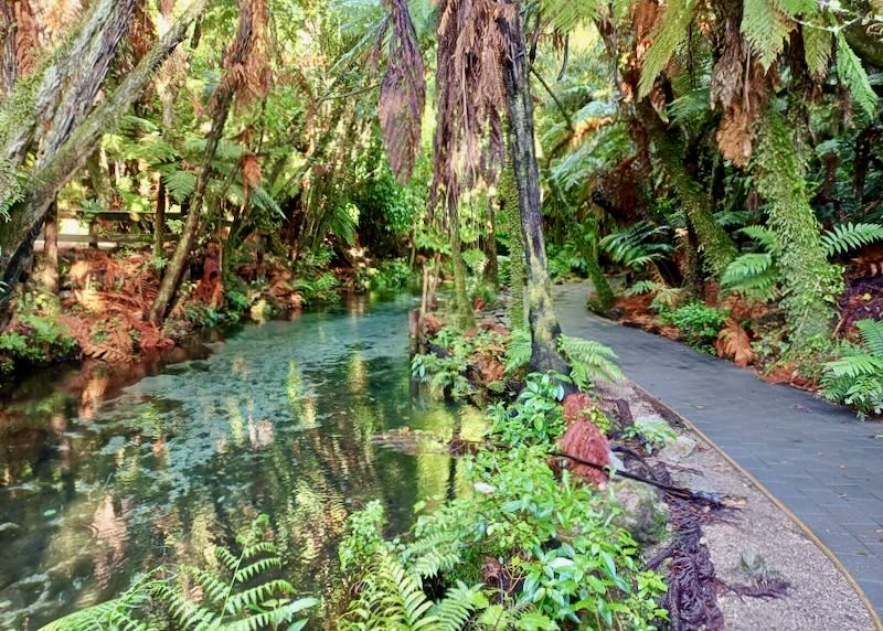 Lush ferns and tall tress line a path next to a creek.