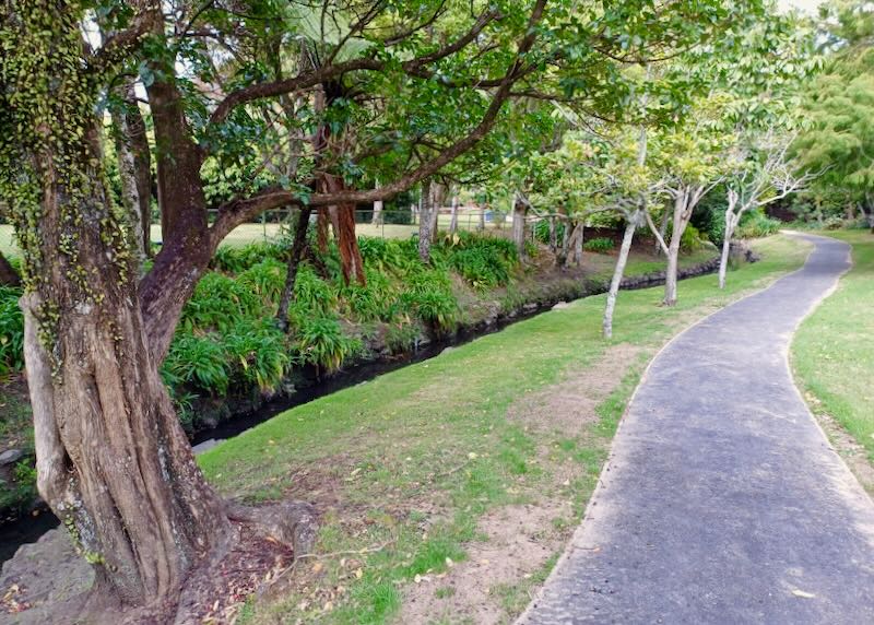 A large tree sits next to a stream and a walking path.