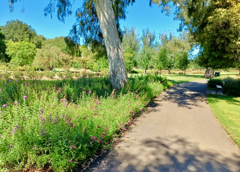 A walking path surrounded by green trees and grass.