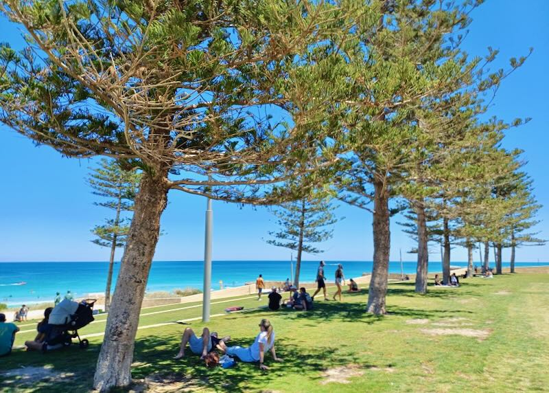 Large pine trees line the beach.