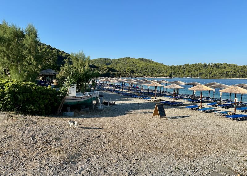 A cat walks in the sunshine on a sandy Greek beach lined with sun umbrellas