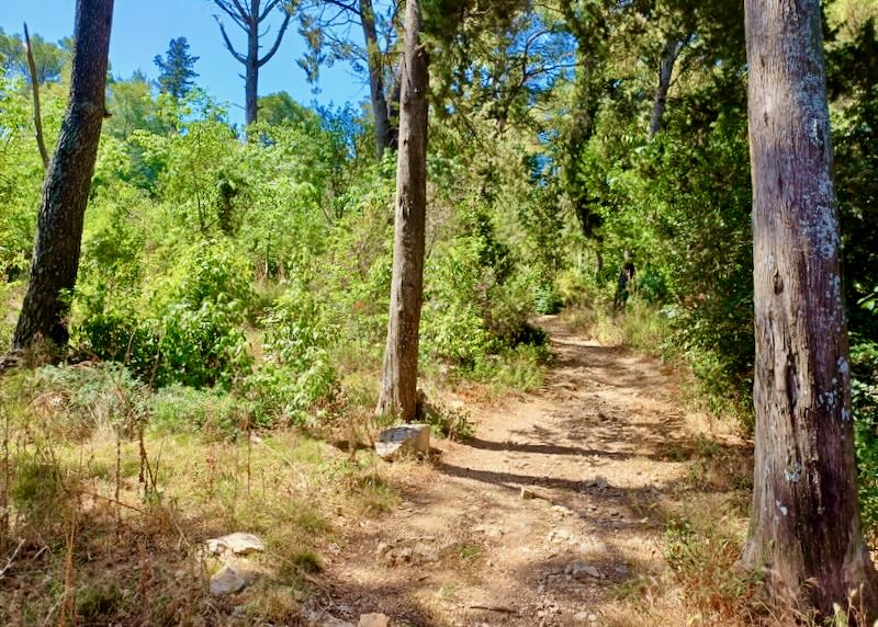 A rock trail weaves through the trees.