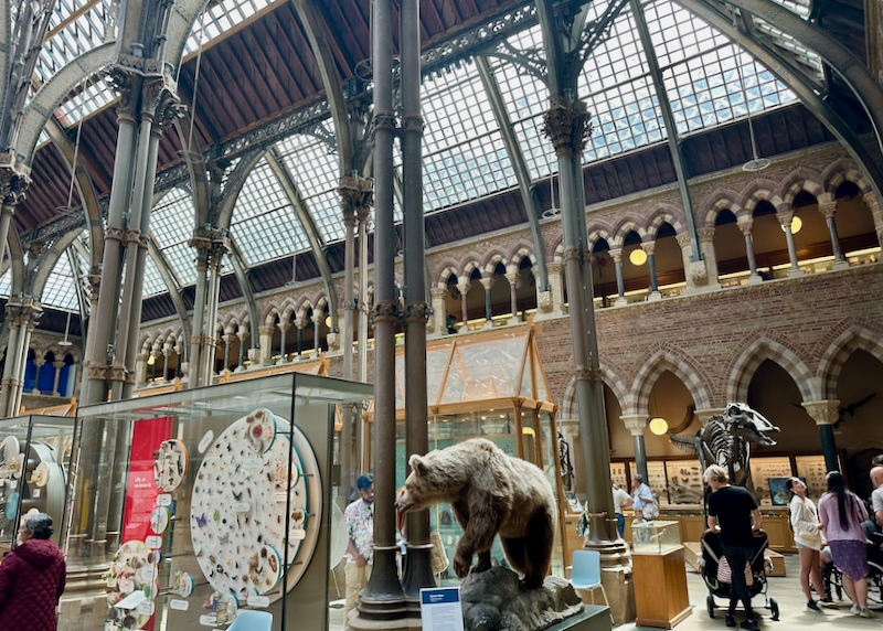 Glass-topped gothic museum interior, with displays of taxidermied animals