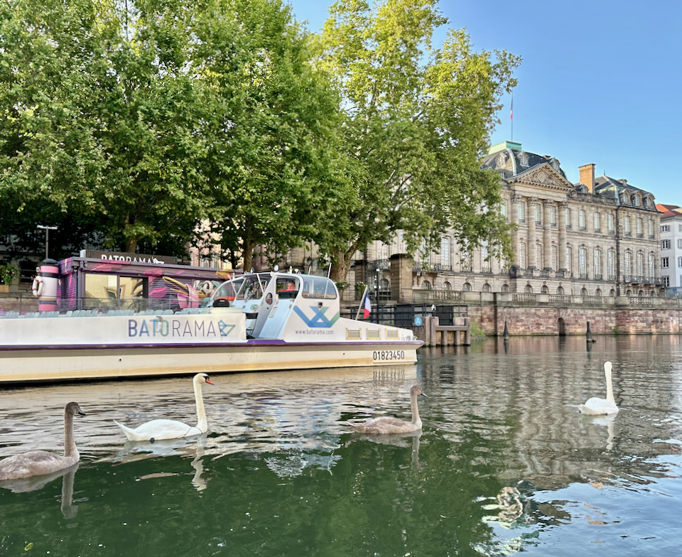 Swans glide by a boat on a river in Strasbourg