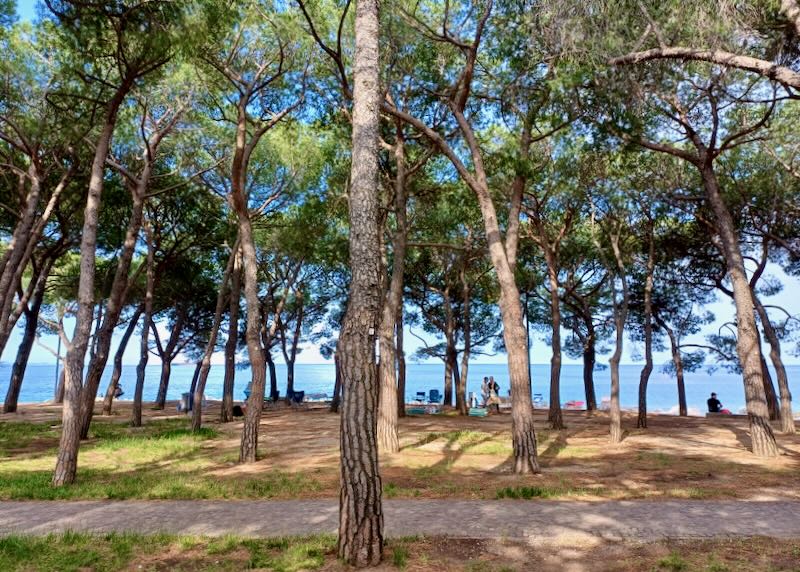 Tall trees stand over a shoreline.