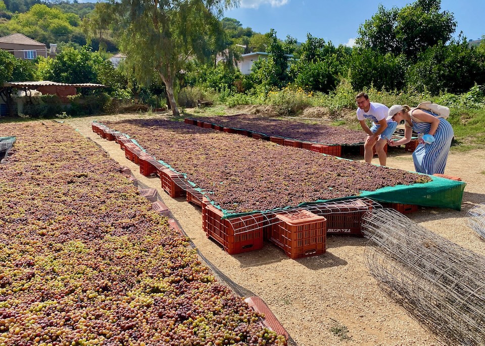 Grapes drying in the sun at a vineyard in Crete.